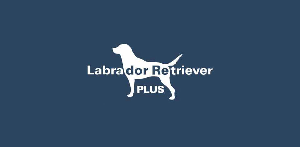 Labrador Retriever PLUS